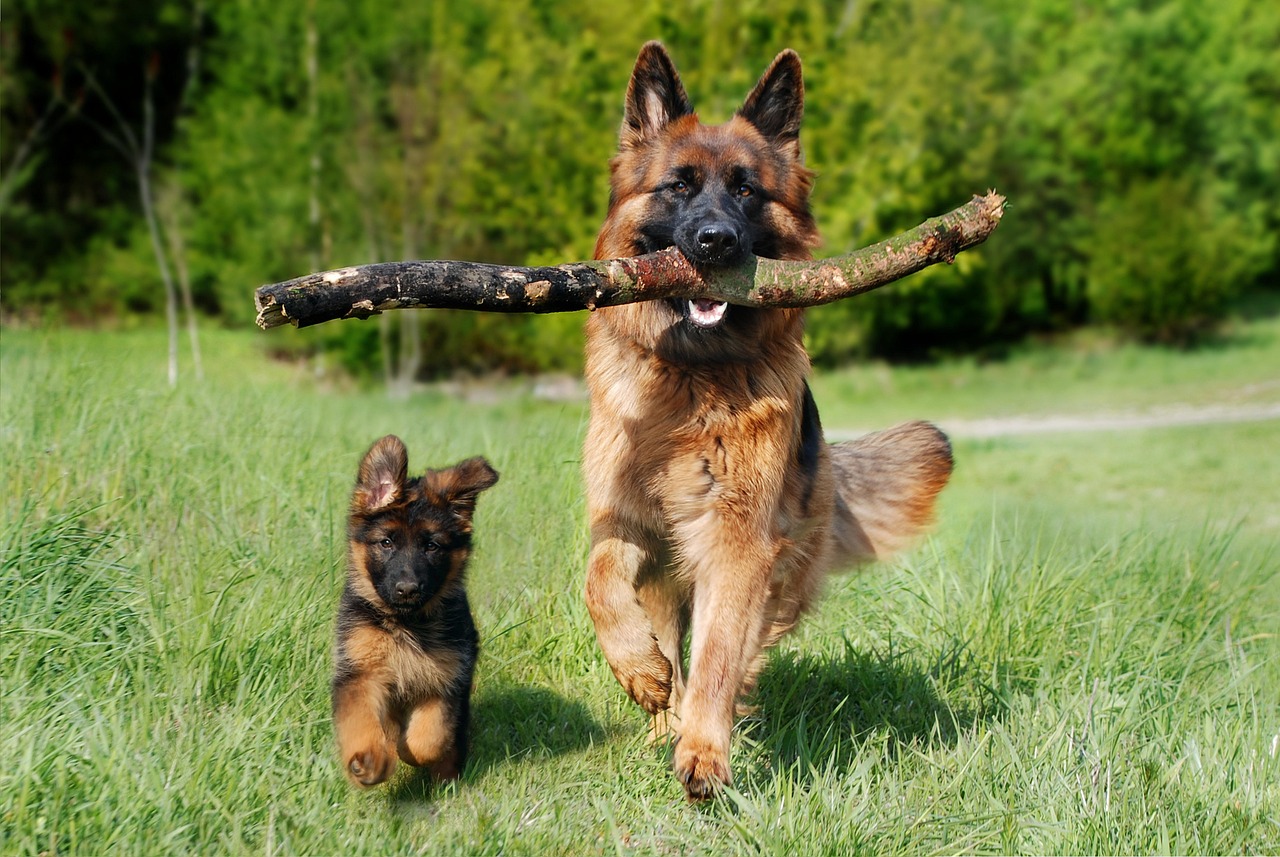Father_son