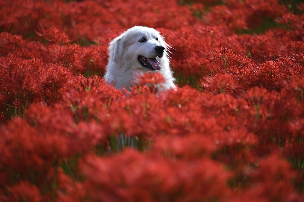 smiling dog