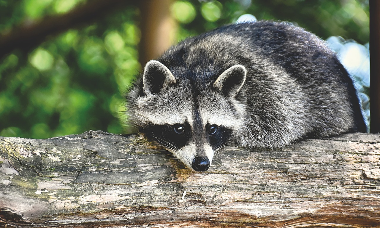 racoon