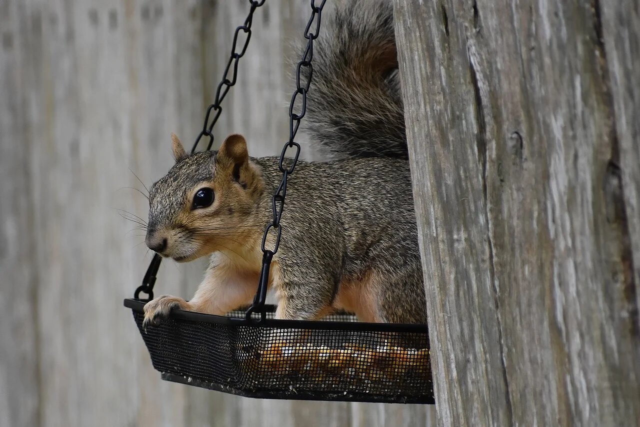 peekaboo